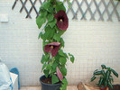 aristolochia