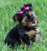 yorkshire-terrier-1424bf