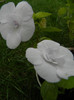 Achimenes 'Double White Rose'