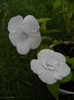 Achimenes 'Double White Rose'