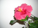 Hibiscus Helene