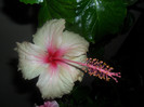 Hibiscus Rowenas Wedding