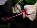 Hibiscus Rowenas Wedding