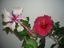 Hibiscus Rowenas Wedding +  Helene