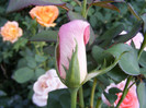 Queen Elisabeth