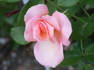 Queen Elisabeth