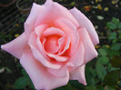 Queen Elisabeth