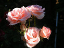 Queen Elisabeth