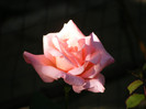 Queen Elisabeth