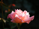Queen Elisabeth