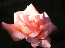 Queen Elisabeth