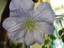 Clematis viticella "Prince Charles"