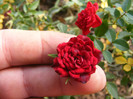 DSCF3477
