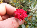 DSCF3478