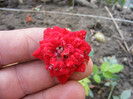 DSCF3479
