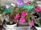 4 oct 2012-flori 001