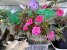 4 oct 2012-flori 002