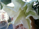4 oct 2012-flori 009