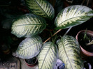 4 oct 2012-flori 010