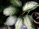 dieffenbachia