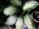 4 oct 2012-flori 012