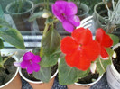 4 oct 2012-flori 018