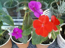 impatiens