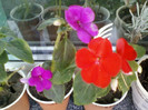 4 oct 2012-flori 021