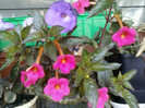 4 oct 2012-flori 017