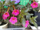 4 oct 2012-flori 022