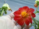 4 oct 2012-flori 023