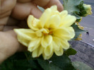 4 oct 2012-flori 026