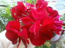 4 oct 2012-flori 027