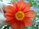 4 oct 2012-flori 028