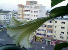 brugmansia alba,minunata...