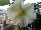 4 oct 2012-flori 030