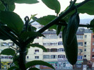 4 oct 2012-flori 034