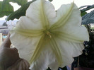 4 oct 2012-flori 033