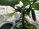 4 oct 2012-flori 035