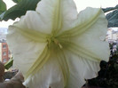 4 oct 2012-flori 036