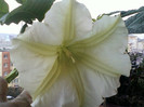 4 oct 2012-flori 037