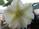 4 oct 2012-flori 038