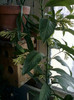 4 oct 2012-flori 039