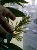 cestrum nocturnum