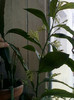 4 oct 2012-flori 045