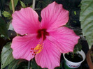 4 oct 2012-flori 040
