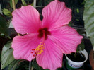 4 oct 2012-flori 043
