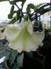 4 oct 2012-flori 044