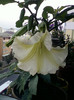 4 oct 2012-flori 046