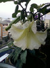 4 oct 2012-flori 048